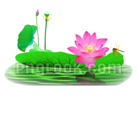 Hd Flowers png download free
