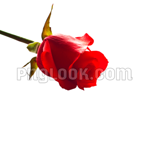 HD FLOWERS IMAGES PNG DOWNLOAD