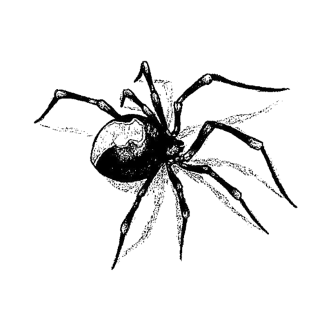 Spider webs tattoo PNG image