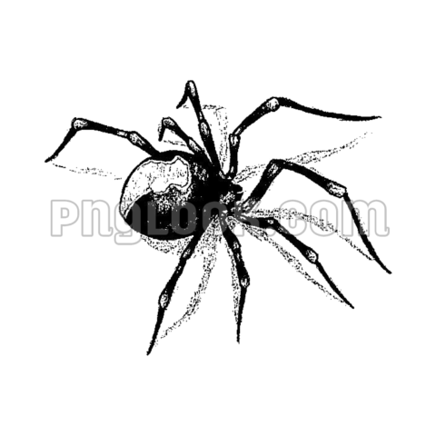 Spider webs tattoo PNG image